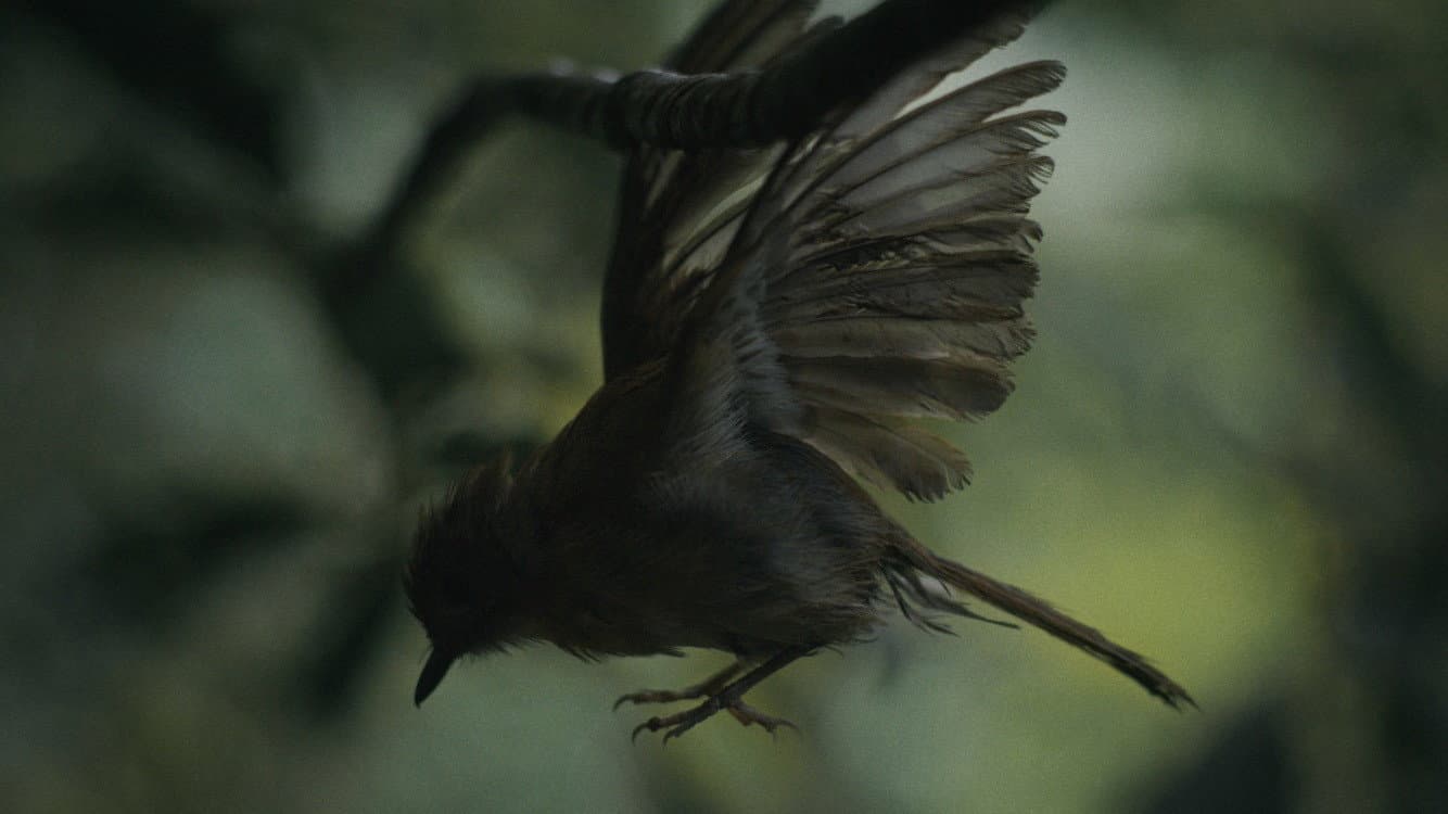 Broken Wings backdrop