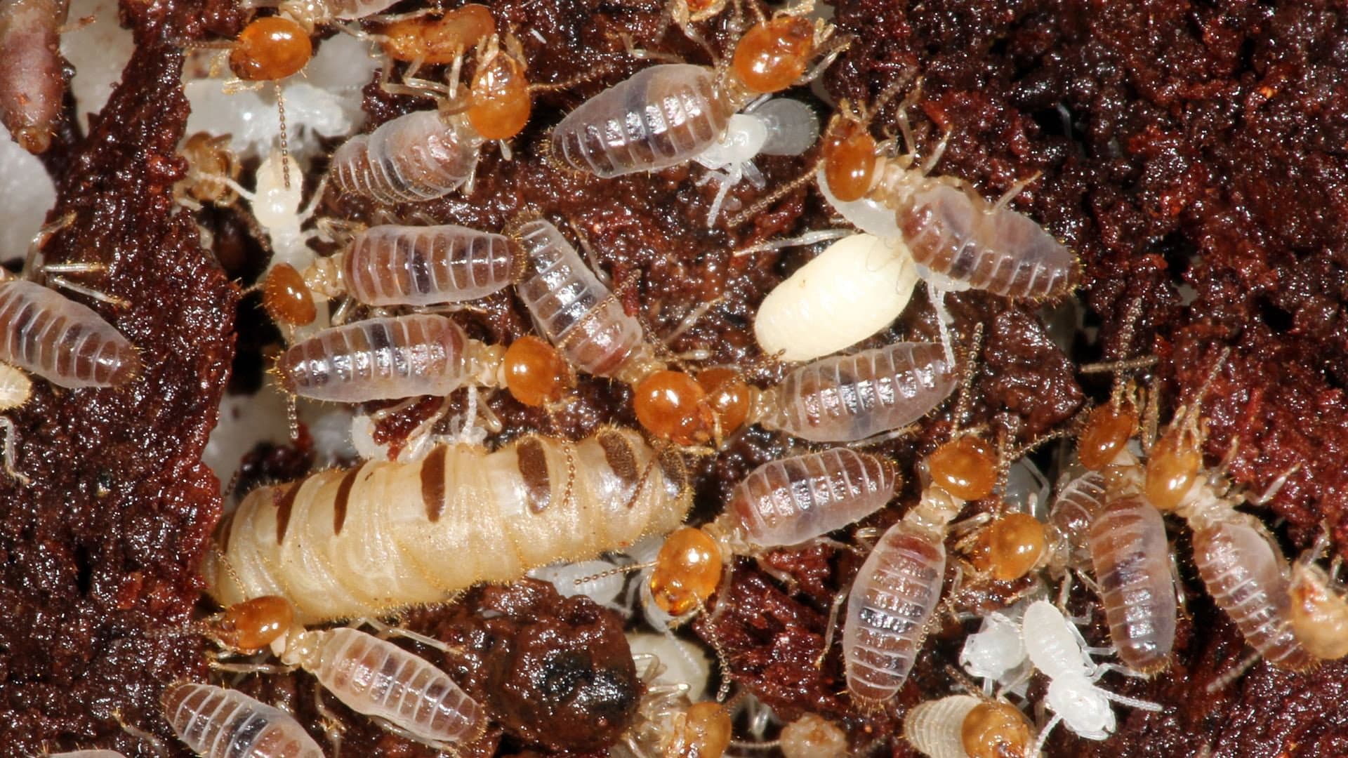 The World According to Termites backdrop