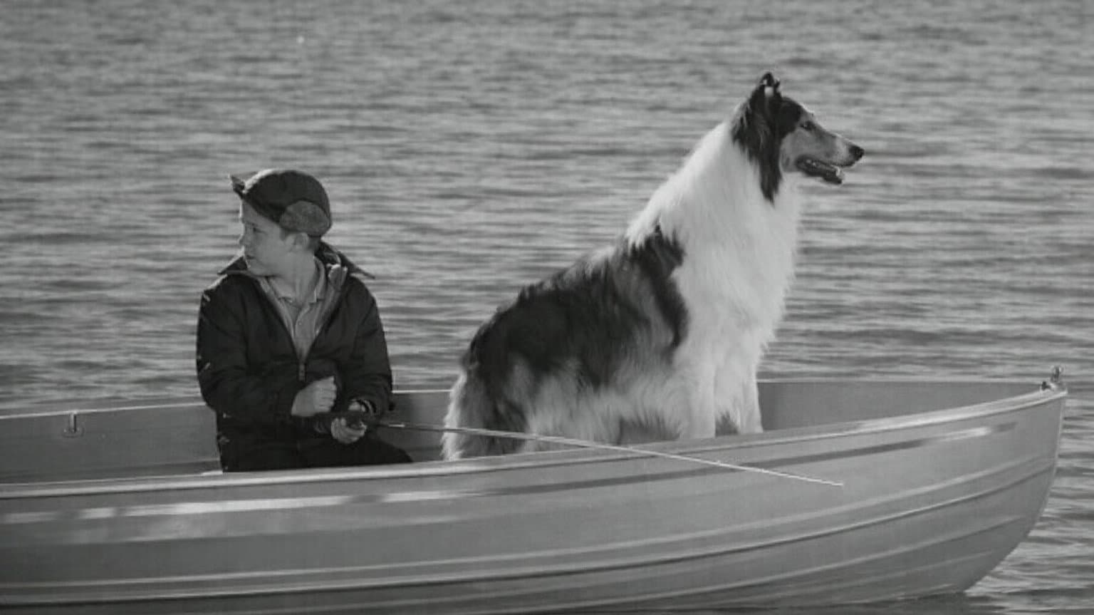Lassie: Disappearance backdrop