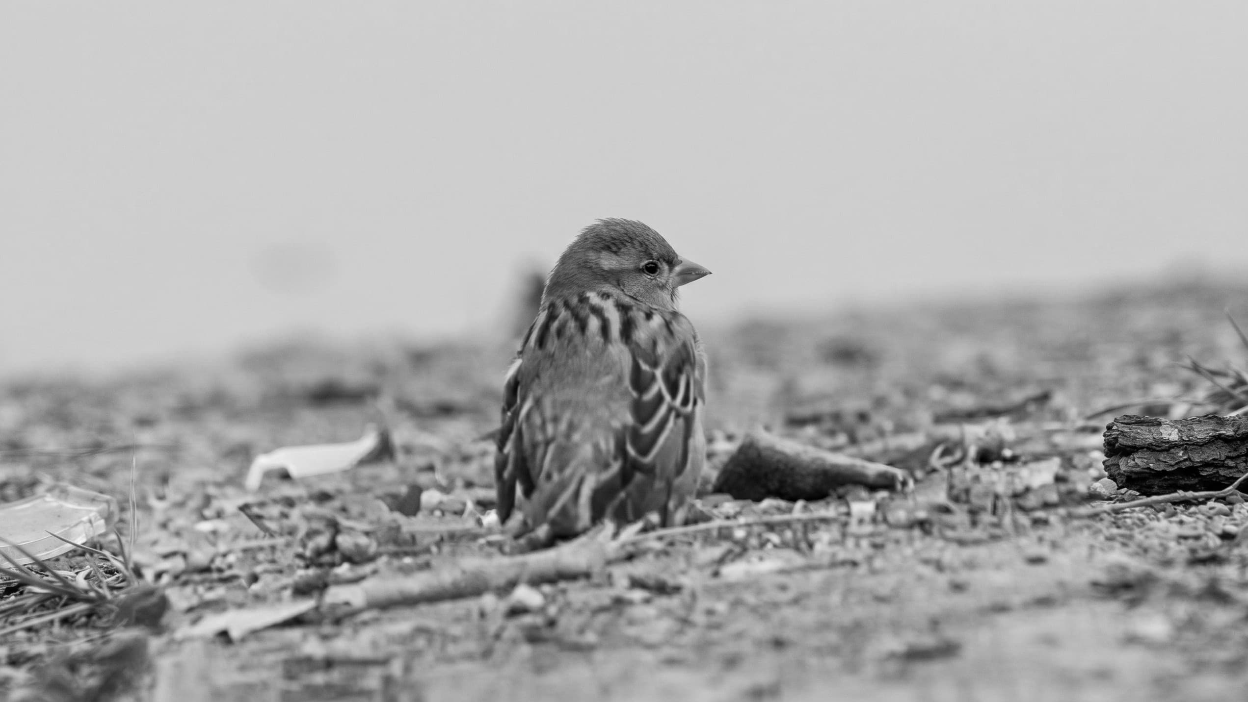 Who is killing the sparrows? backdrop