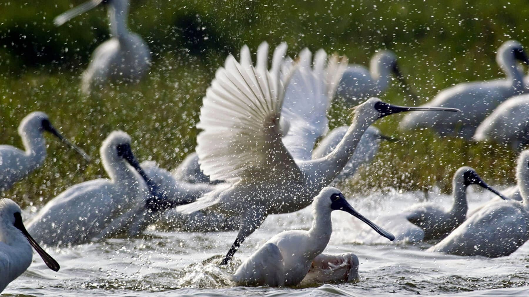 Caring for Black-Faced Spoonbill backdrop