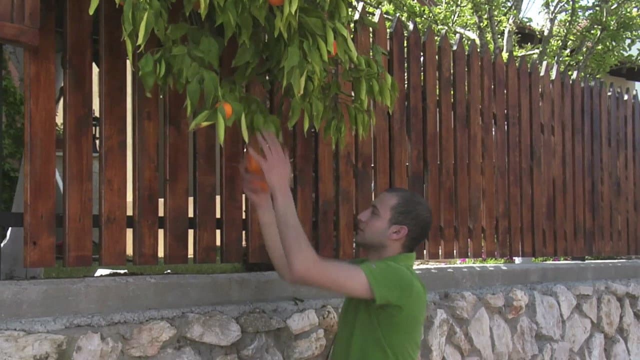 Oranges backdrop