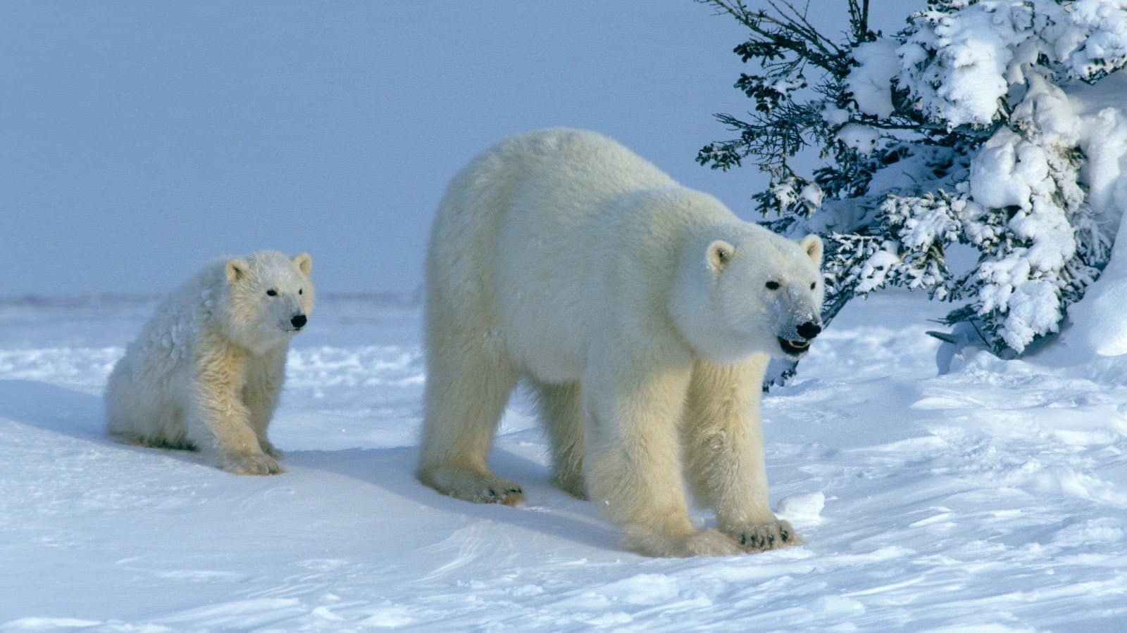 Attenborough Explores... Our Fragile World backdrop