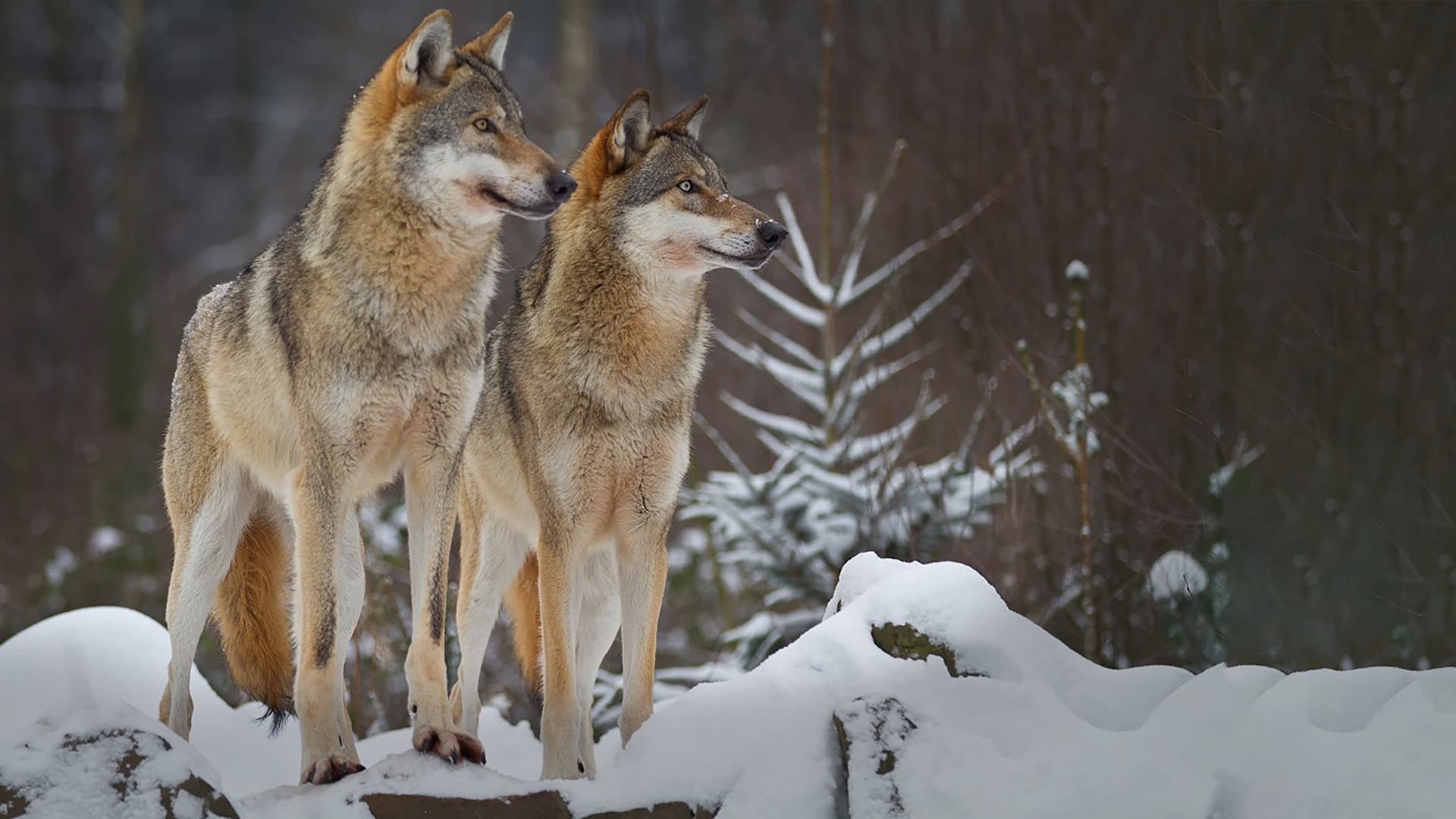 Wolves: A Legend Returns to Yellowstone backdrop